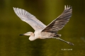 Reddish-Egret;Egretta-rufescens;Egret;Flying-bird;action;aloft;behavior;flight;f